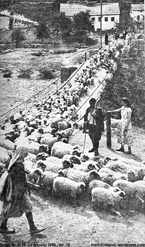 Ovce prelaze Neretvu