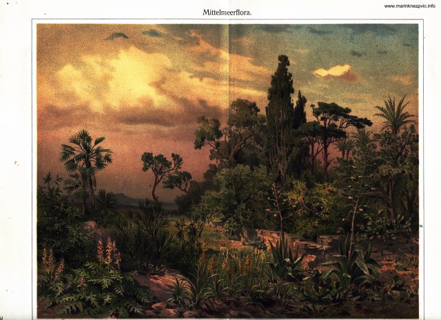 Sredozemna flora / Meittelmeerflora