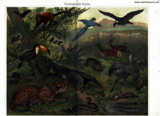 Tropska fauna / Neotropische Fauna