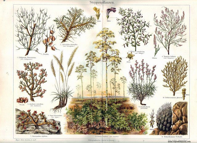 Steppenpflanzen / Stepske biljke