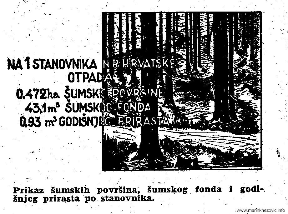 Udio šume po stanovniku Narodne Republike Hrvatske 1953.